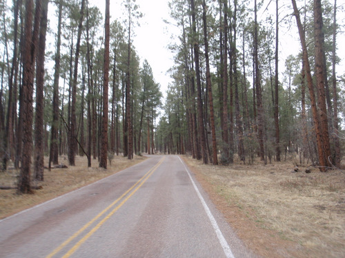 Tall Pines - This should be called Pine Alley.